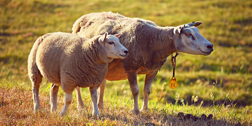 An image of a family-friendly farm zoo with animals at Domaine des Aubineaux.