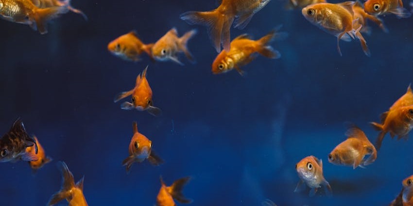 Explore Dubai in August at the Dubai Aquarium and Underwater Zoo with marine life displays.