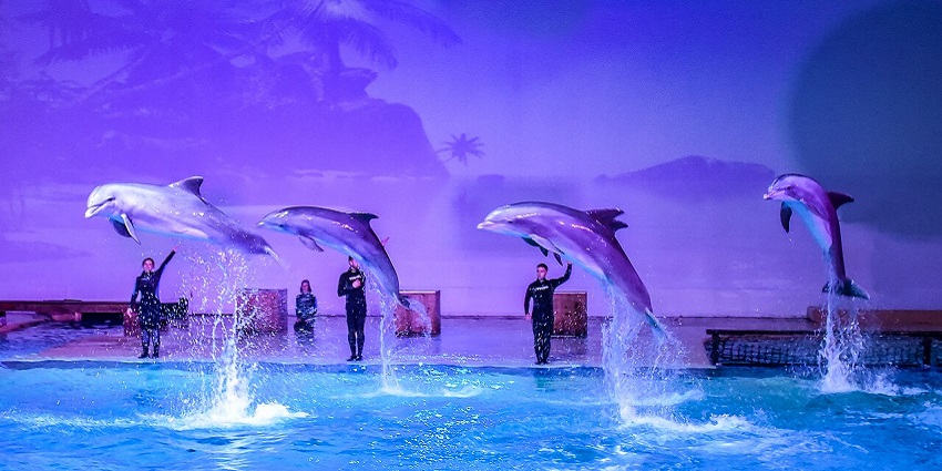 Dolphin performing at Dubai Dolphinarium in front of an audience.