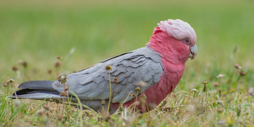 An image of a pink pigeon at Ebony Forest Reserve, a zoo in Mauritius.
