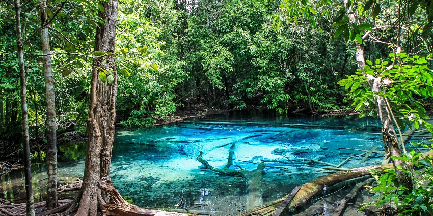 The crystal-clear Emerald Pool, or Sa Morakot, shines in vibrant green tones, surrounded by lush rainforest in Krabi, Thailand.