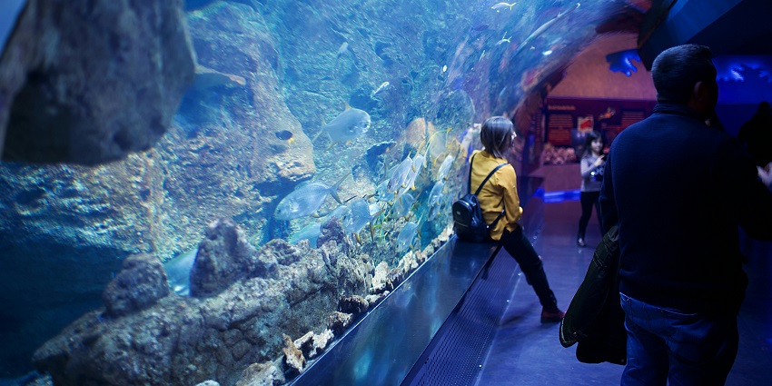 Tourists snorkelling with marine creatures inside The Lost Chambers Aquarium