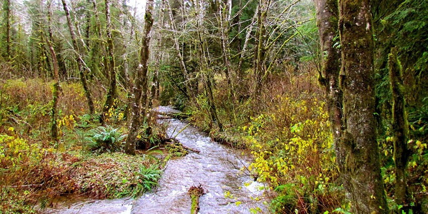 Munson Creek Falls cascading down moss-covered rocks surrounded by lush greenery.