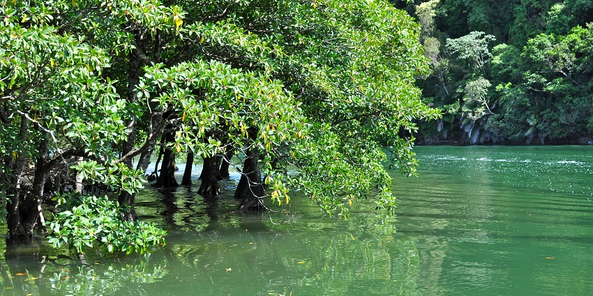 Explore the serene mangrove forests of the Sebung River- top things to do in Bintan