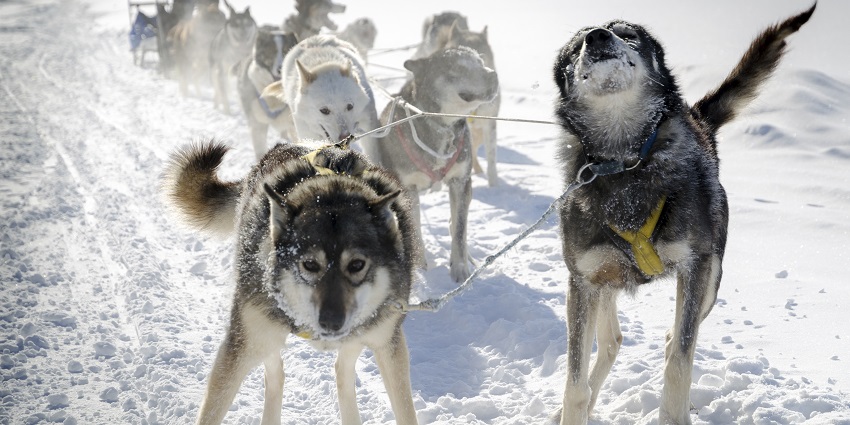 Things to do in Tromso include riding through snowy landscapes pulled by huskies, enjoying a thrilling and scenic Arctic adventure.