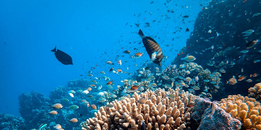Seawalking in Tanjung Benoa with Bali Seawalker offers an unforgettable underwater experience.