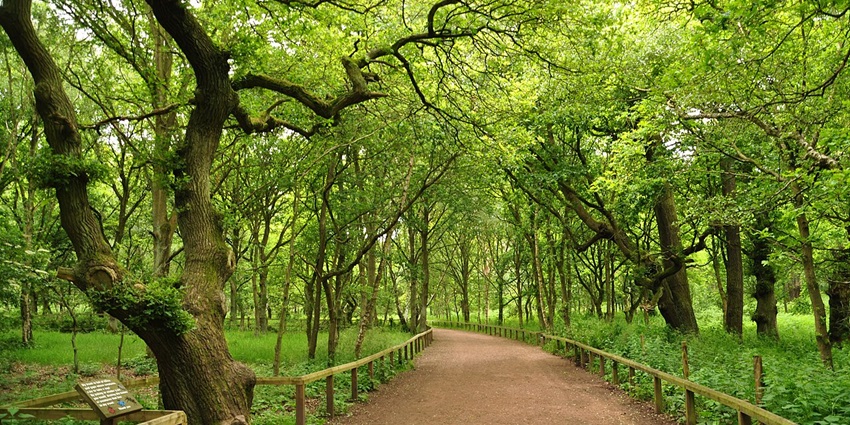 Statues and trails celebrating Robin Hood amidst Sherwood Forest’s ancient oaks.