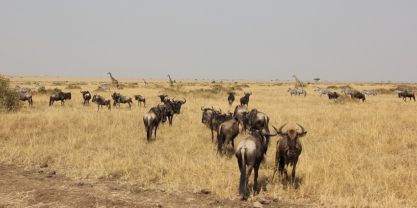 Visit the popular Mara Triangle, among the popular things to do in Masai Mara, Africa.