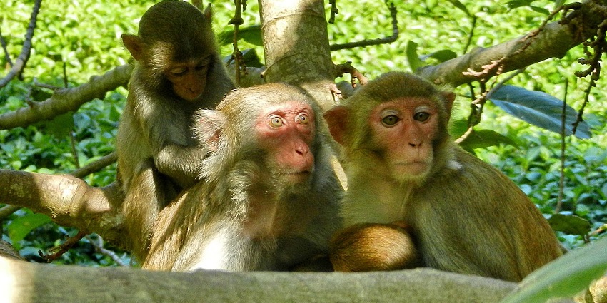 Visit the Nanwan monkey island with friends, among popular things to do in Sanya in China.