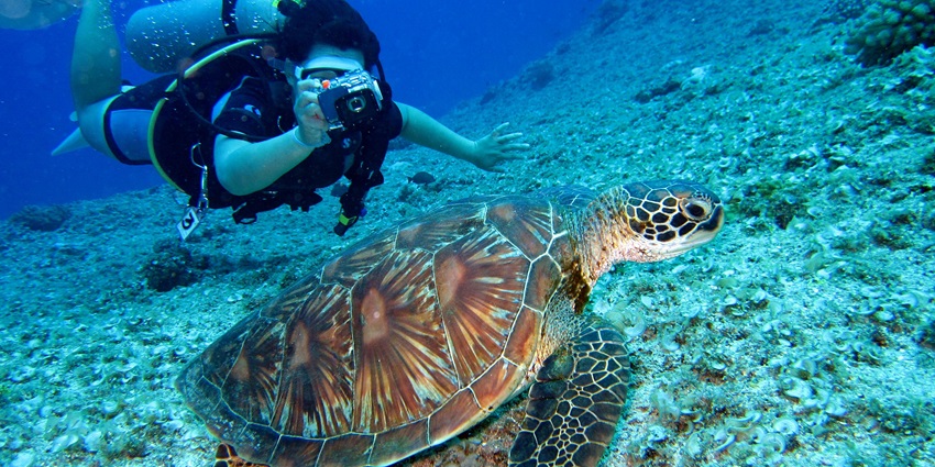 Divers exploring coral reefs and marine life in the clear waters of Nilaveli, among the best things to do in Trincomalee.