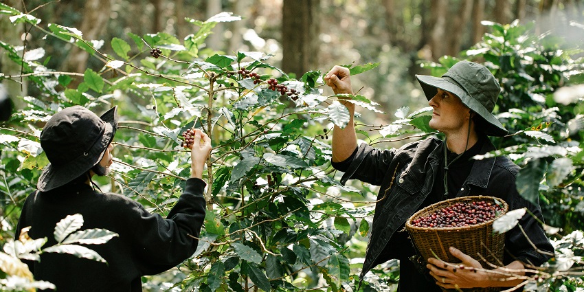 An image of a guide harvesting fresh coffee beans at Luwak Coffee Farm in Tabanan, Bali.