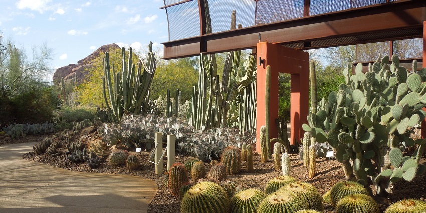 Path lined with towering cacti and desert plants, showing nature-inspired things to do in Arizona.