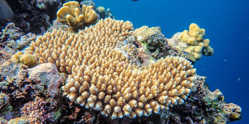 Image of the tropical reef under the sea in the underground zoo in Dubai Aquarium