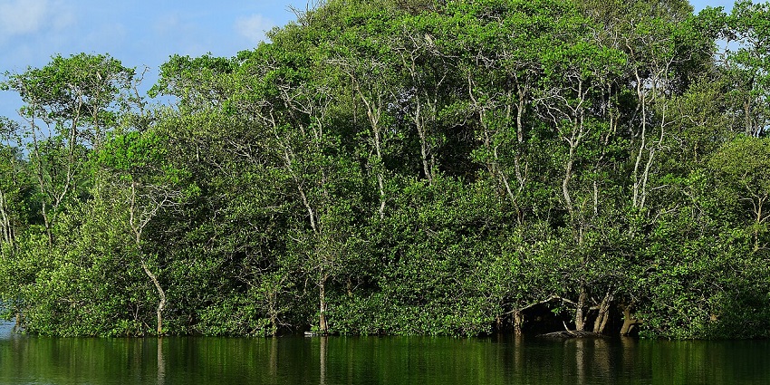 Dense coastal mangroves teeming with wildlife, offering shaded nature walks and eco-discovery experiences.