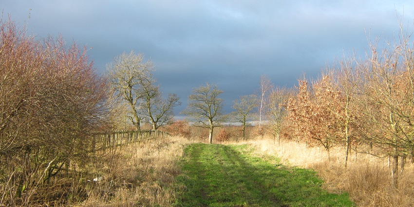 Explore Sedgefield Woodlands, a community woodland rich in wildlife and scenic trails.