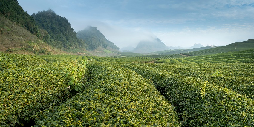Local tea workers hand-picking leaves in Sri Lanka’s famous highland tea estates.