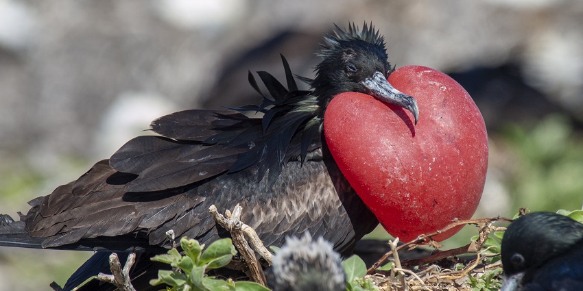 A picture of frigate birds nesting in mangroves, a top attraction for Things to Do in Barbuda