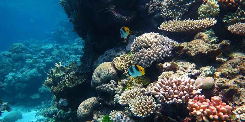 An underwater image of the Great Barrier Reef, one of the best things to do in Australia in March.