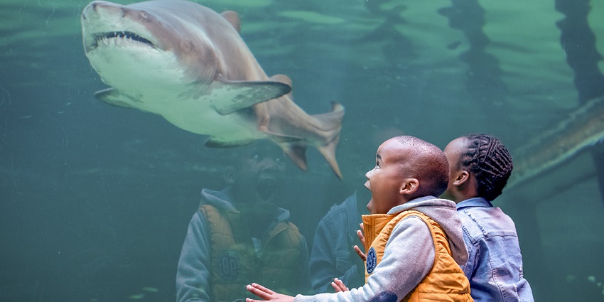 Explore the Two Oceans Aquarium, an exciting thing to do in Protaras Cyprus