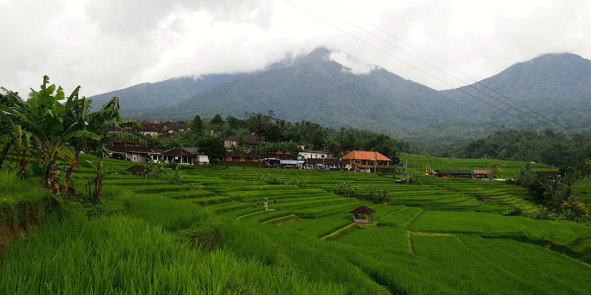 Farming and exploring the rice terraces and bushes, and witnessing the natural beauty