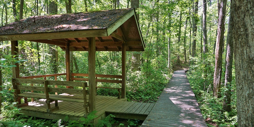 Experience serene trails and wetlands at Weymouth Woods, a top Southern Pines attraction