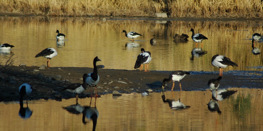 Encounter kangaroos, koalas, and scenic walking trails in this wildlife-rich natural reserve.