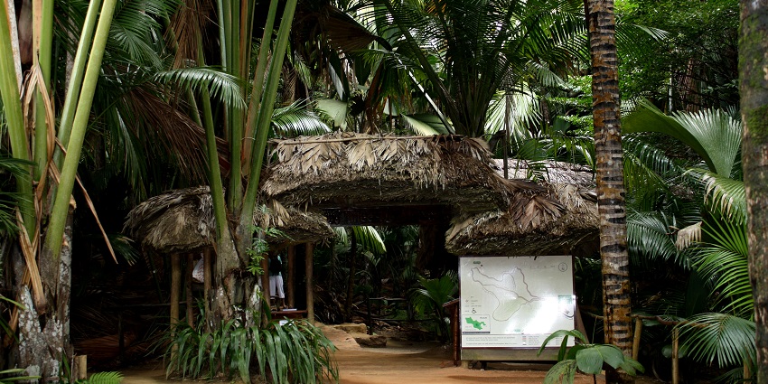Visit the famous Vallée de Mai, one of the top things to do in Praslin Island, Seychelles.