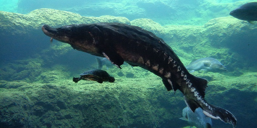 An image of exotic fish tanks at Flint RiverQuarium, a zoo-meets-aquarium in Albany.