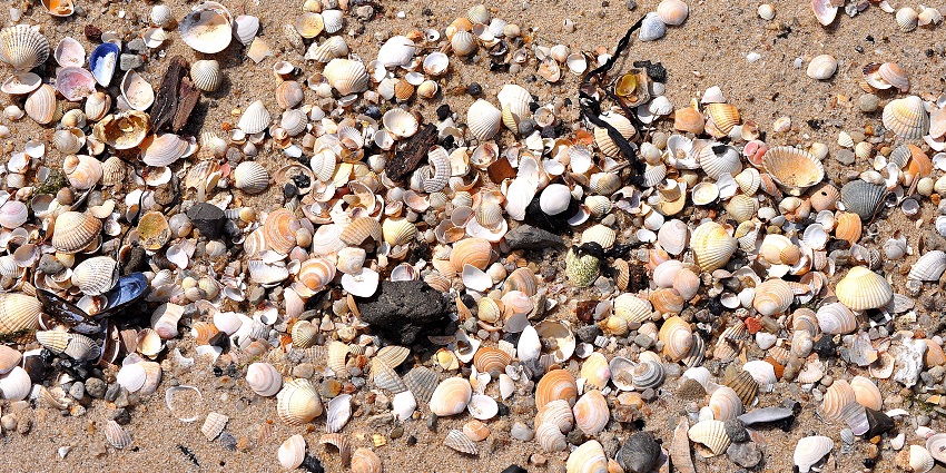 Close-up of fossilised shells embedded in rock at Fossil Shell Beach under bright natural light.