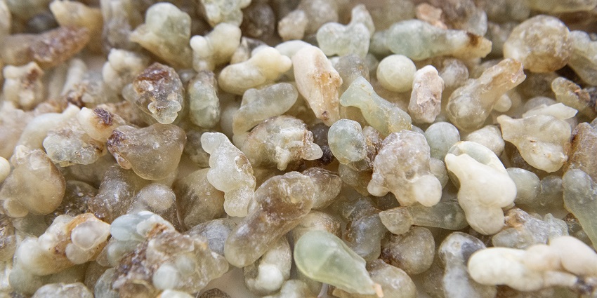 A pile of raw frankincense resin displayed in a hand, showing its natural texture and colour.