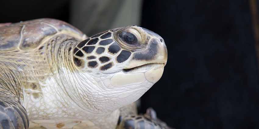 An image of rehabilitated sea turtles at the Georgia Sea Turtle Center on Jekyll Island.