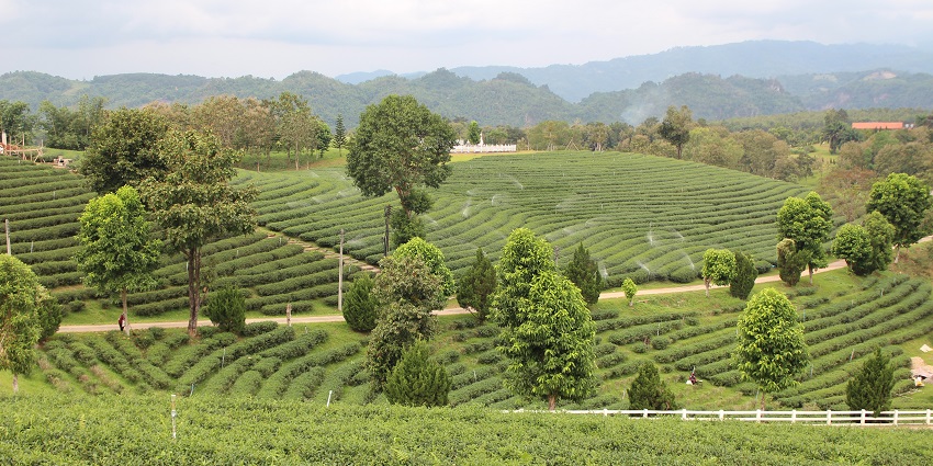 Walking through Lush green rows at Choui Fong tea plantation under blue skies is one of the things to do in Chiang Rai on your visit.