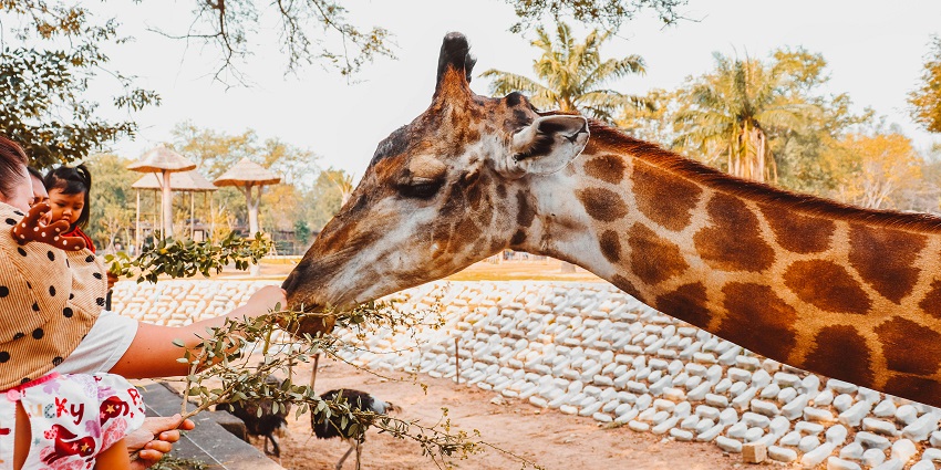 A conservation centre in Nairobi where visitors can feed and learn about endangered Rothschild giraffes.