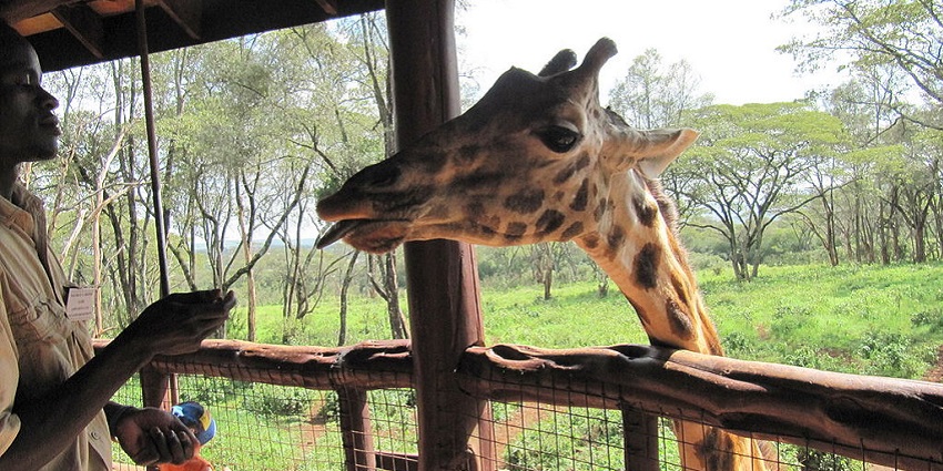 An image of Giraffe Centre, a popular Zoo in Kenya dedicated to giraffe conservation