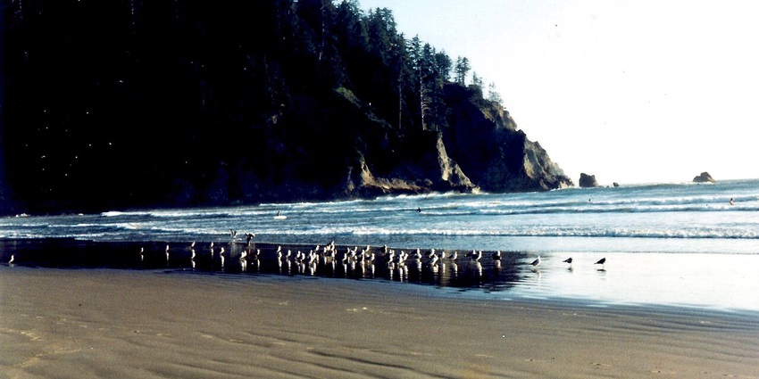 Kayaker gliding across the waters of Tillamook Bay with forested hills in the background.