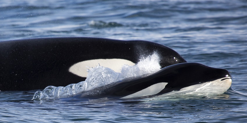 Set sail from Reykjavík’s Old Harbour to spot minke whales, dolphins, and puffins in the North Atlantic.