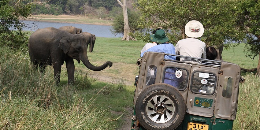 Watch elephants roam in herds on safari through Minneriya National Park’s open plains.