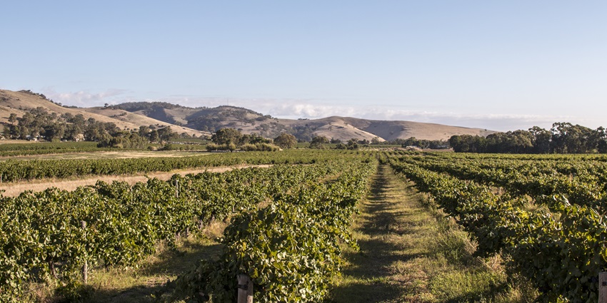 Image of a vineyard in the Barossa Valley, one of the popular things to do in Australia in March.