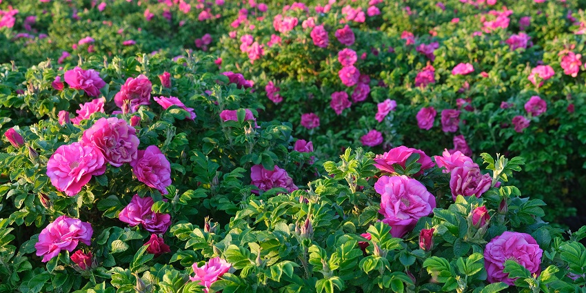 Pink roses bloom in an open field, and green, fresh leaves sprout from the branches