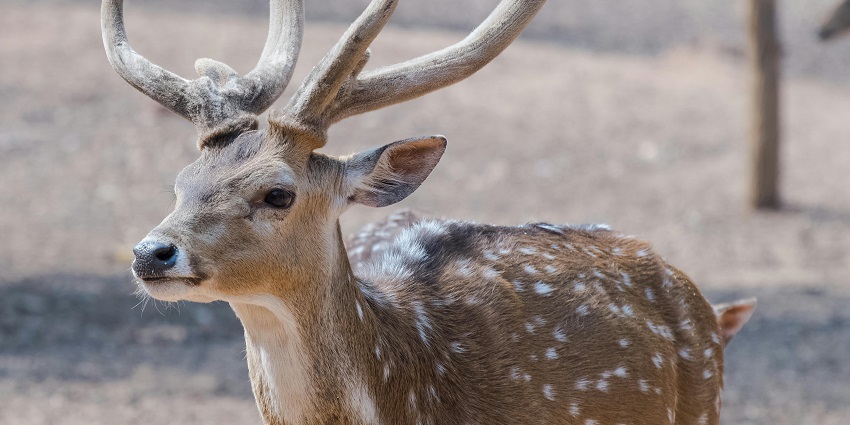 Deer in Gulmarg Wildlife Sanctuary, highlighting wildlife sanctuaries in Kashmir.