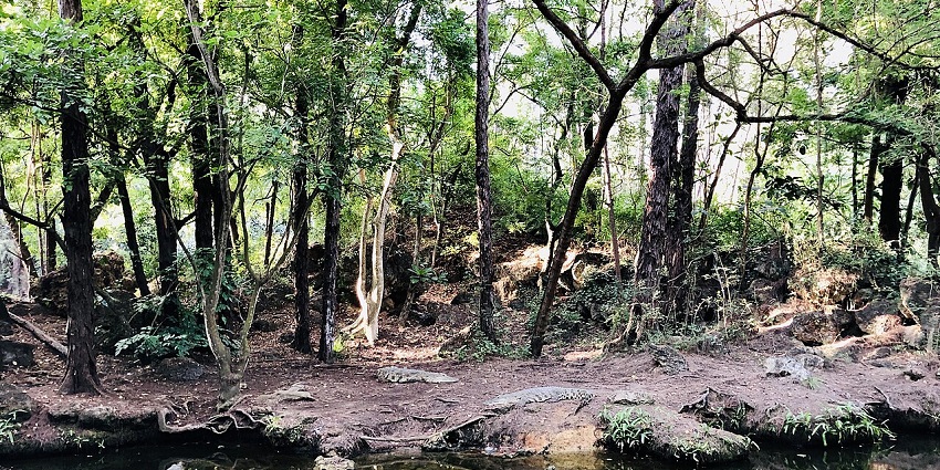An image of Haller Park, a sustainable Zoo in Kenya on the coast of Mombasa