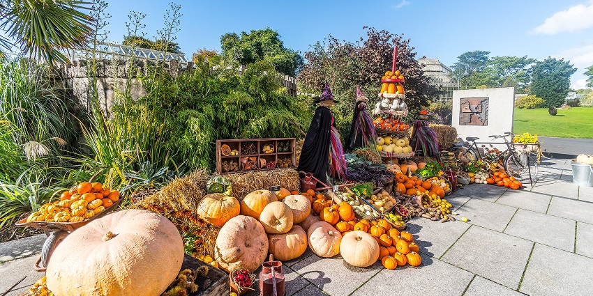 Huge and small Halloween pumpkins at the Botanic Gardens in Dublin, Ireland.