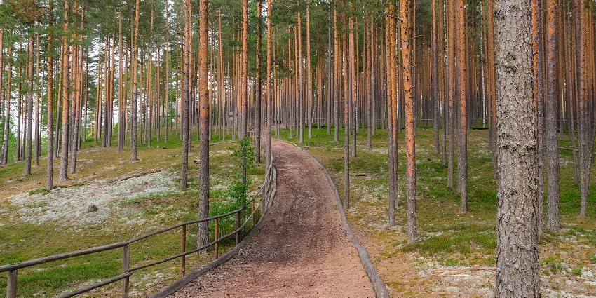 Walk through Harmony Flats Reserve, home to rare plants and wildlife in peaceful nature.