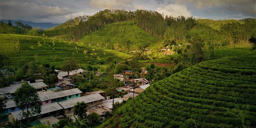 An aerial view of picturesque tea plantations in Hatto, Central Province of Sri Lanka.