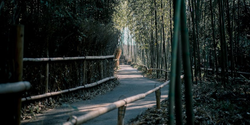 A paved pathway with a railing leading through a thick forest of tall bamboo trees