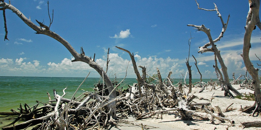 Visit the Cayo Costa State Park with family; among the best things to do in Boca Grande