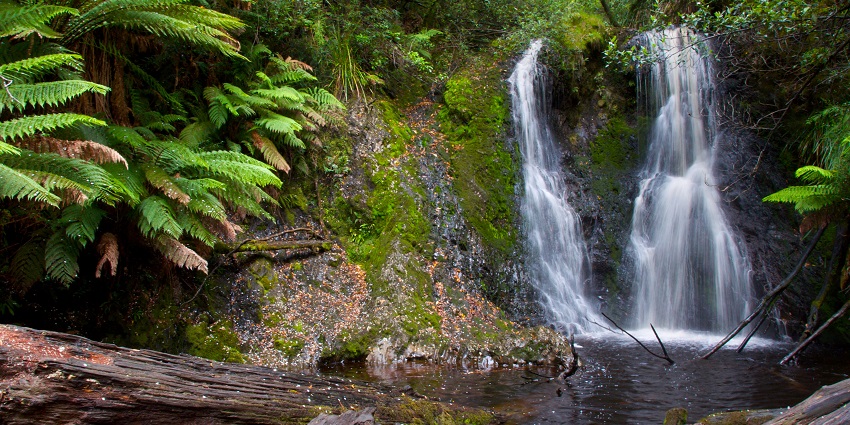 Two streams of water cascading into a pool with tree logs surrounded by giant ferns.