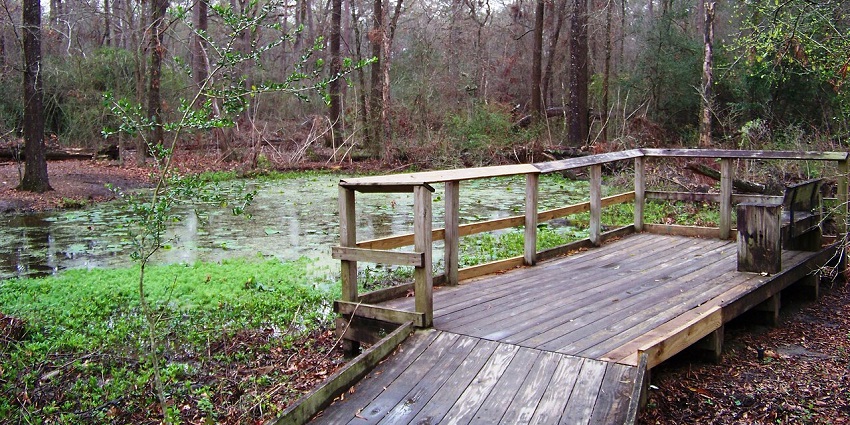 A view of Houston Arboretum, a peaceful escape with beautiful gardens and nature trails.