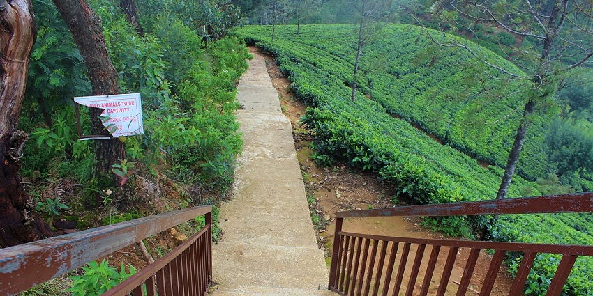 Winding hill road leading to Lipton's Seat Sri Lanka through tea plantations.