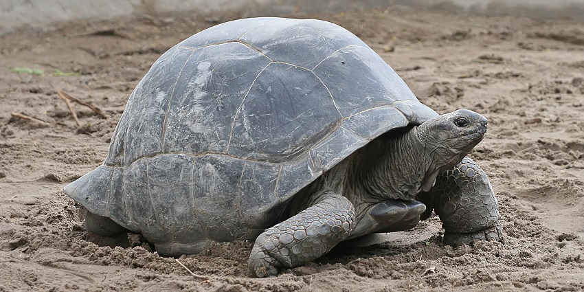 An image of an Aldabra Giant Tortoise at a Zoo in Mauritius, located in Ile aux Aigrettes.